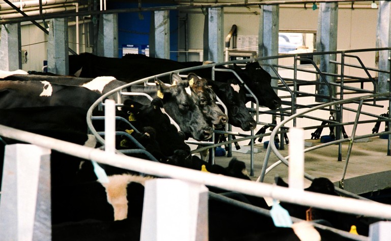 Cows in Milking shed