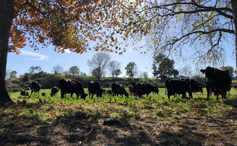 OWL farm - Cows under trees