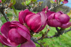 290922 Dave Dannenberg Nature Biodiversity David Dannenberg