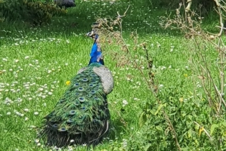 290922 Dave Dannenberg Wildcard David Dannenberg