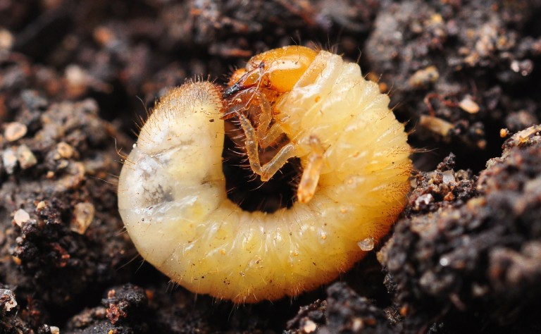 nature mychillybin100271 1225 medium