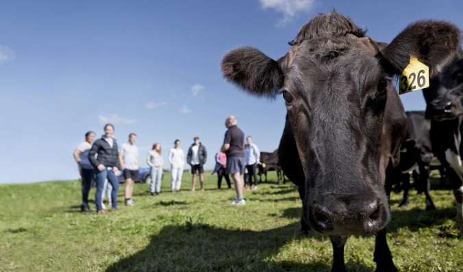 Research Cattle and Students