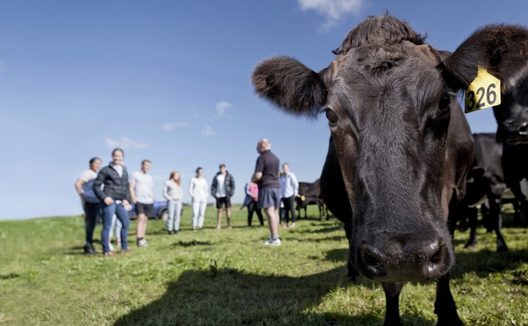 Research Cattle and Students