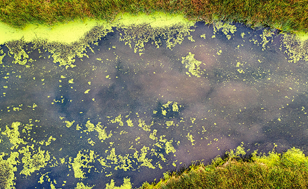 Toxic bloom in river 