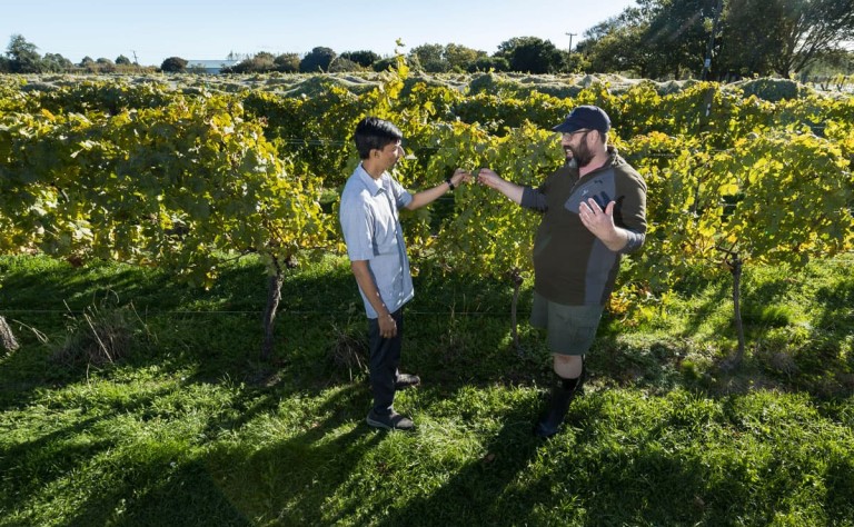 Inspecting vines at Lincoln University vineyard
