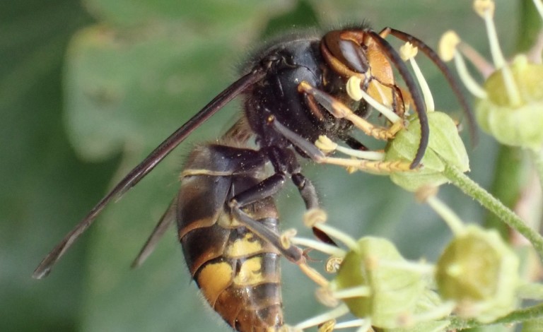 yellow legged hornet
